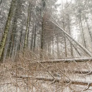 Fallen trees with snow in a forest in the winter Fallen trees with snow in a forest in the winter