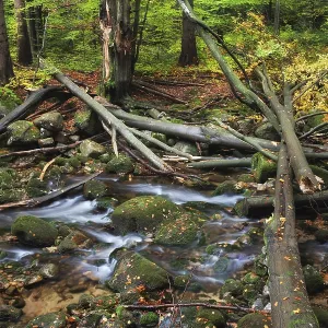 Fallen trees after the storm on a stream in the mountain autumn forest Fallen trees after the storm on a stream in the mountain autumn forest