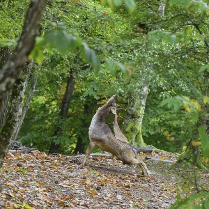 Fallow deer in an active pose among vibrant green trees and fallen leaves in an autumn forest Fallow deer in an active pose among vibrant green trees and fallen leaves in an autumn forest