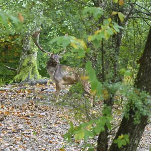 A fallow deer with antlers standing on a leaf-covered ground in a green forest setting A fallow deer with antlers standing on a leaf-covered ground in a green forest setting