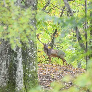 A fallow deer camouflaged within the green autumn forest A fallow deer camouflaged within the green autumn forest