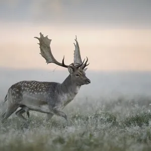 Fallow deer (Dama dama) buck, mist Fallow deer (Dama dama) buck, mist