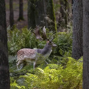 A fallow deer (Dama dama) directly in front of the main rutting site recognisable in the background