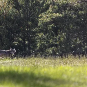 A fallow deer flees from a wolf - Print A fallow deer flees from a wolf - Print