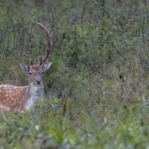 This fallow deer (Dama dama) grows interesting antlers