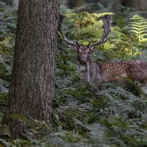 Un ciervo de corzo (Dama dama) abandona el terreno de celo y se mueve a través de un bosque conífero.