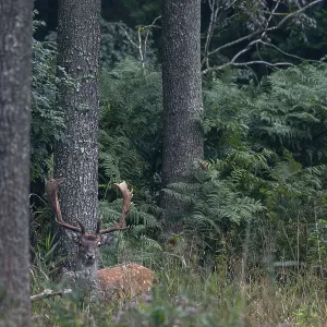 The fallow deer (Dama dama) looks attentively in my direction