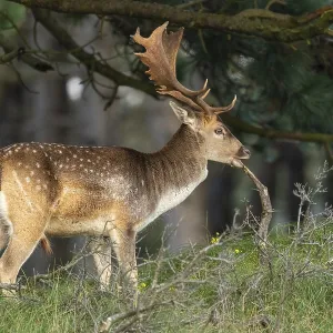 Fallow deer (dama dama), male, deer Fallow deer (dama dama), male, deer