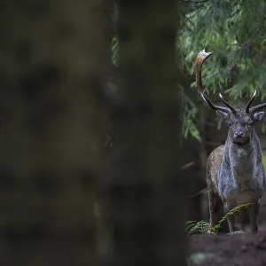 Un ciervo de corral (Dama dama) en su lugar de celo.