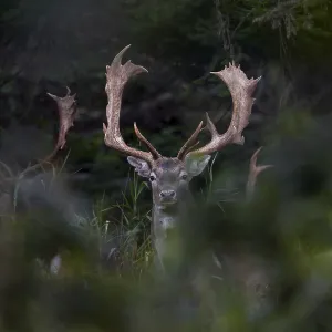 The fallow deer (Dama dama) are still travelling together
