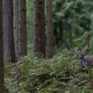 Un ciervo de corzo (Dama dama) camina hacia el terreno de celo y cruza un bosque conífero.
