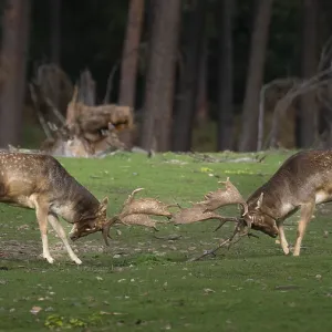 Fallow deer fighting, North Rhine-Westphalia