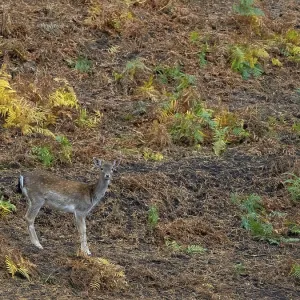 A fallow deer in the forest, North Rhine-Westphalia