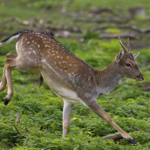 A fallow deer jumping, North Rhine-Westphalia