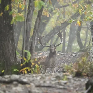 Fallow deer with large antlers stands amidst a foggy Fallow deer with large antlers stands amidst a foggy