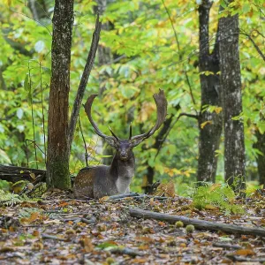 A fallow deer with majestic antlers rests among the colorful leaves and trees in the forest A fallow deer with majestic antlers rests among the colorful leaves and trees in the forest