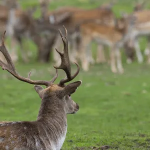 Fallow deer near the pack, North Rhine-Westphalia