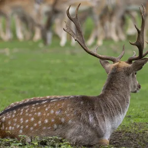Fallow deer near the pack, North Rhine-Westphalia