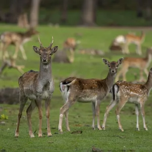 Fallow deer with pack, North Rhine-Westphalia