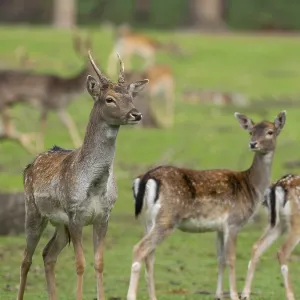 Fallow deer with pack, North Rhine-Westphalia