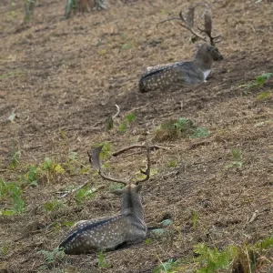 Two fallow deer rest in the forest