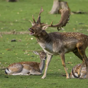 A fallow deer in a rut, North Rhine-Westphalia