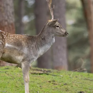 Fallow deer with a shovel, North Rhine-Westphalia