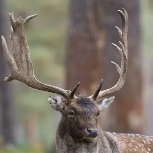Fallow deer with a shovel, North Rhine-Westphalia