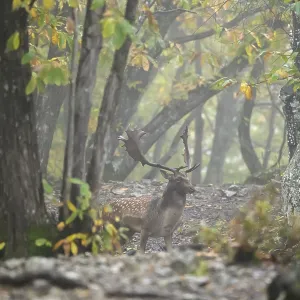 A fallow deer stands in a misty autumn forest surrounded by tall trees and colorful leaves A fallow deer stands in a misty autumn forest surrounded by tall trees and colorful leaves