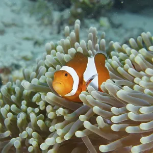 A false clownfish (Amphiprion ocellaris) with a curious eye in a sea anemone A false clownfish (Amphiprion ocellaris) with a curious eye in a sea anemone