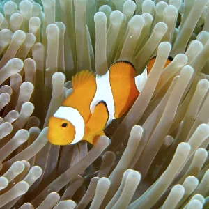 A false clownfish (Amphiprion ocellaris) snakes through the tentacles of a sea anemone A false clownfish (Amphiprion ocellaris) snakes through the tentacles of a sea anemone