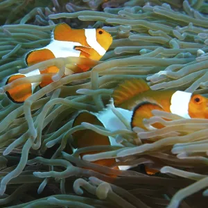 Two false clownfish (Amphiprion ocellaris) swim safely in the tentacles of a sea anemone Two false clownfish (Amphiprion ocellaris) swim safely in the tentacles of a sea anemone