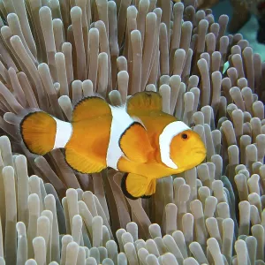 A false clownfish (Amphiprion ocellaris) swims over the tentacles of a sea anemone A false clownfish (Amphiprion ocellaris) swims over the tentacles of a sea anemone
