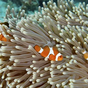 Three false clownfish (Amphiprion ocellaris) between the tentacles of a sea anemone Three false clownfish (Amphiprion ocellaris) between the tentacles of a sea anemone