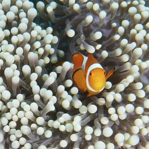 Two false clownfish (Amphiprion ocellaris) between the white tentacles of a sea anemone Two false clownfish (Amphiprion ocellaris) between the white tentacles of a sea anemone