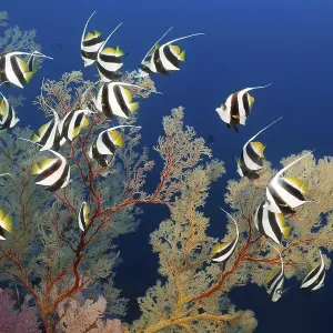 False moorish idol (Heniochus diphreutes) swimming off Melithaea Gorgonian (Melilthaea sp) False moorish idol (Heniochus diphreutes) swimming off Melithaea Gorgonian (Melilthaea sp)