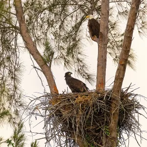 Famille d'aigles royal Haliaeetus leucocephalus parents avec leurs nids de poussins sur l'île Marco Famille d'aigles royal Haliaeetus leucocephalus parents avec leurs nids de poussins sur l'île Marco, Floride en hiver. Famille d'aigles royal Haliaeetus leucocephalus parents avec leurs nids de poussins sur l'île Marco Famille d'aigles royal Haliaeetus leucocephalus parents avec leurs nids de poussins sur l'île Marco, Floride en hiver.