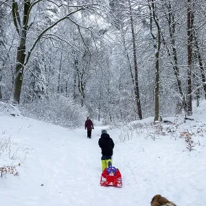 Family goes sledding in the woods Family goes sledding in the woods