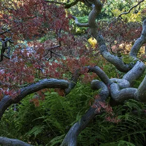 Fan maple (Acer palmatum), autumn colours