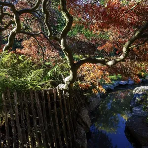 Fan maple (Acer palmatum), picket fence Fan maple (Acer palmatum), picket fence