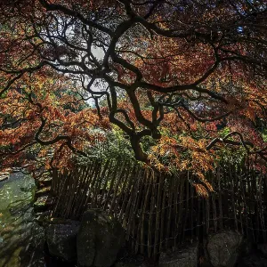 Fan maple (Acer palmatum), picket fence