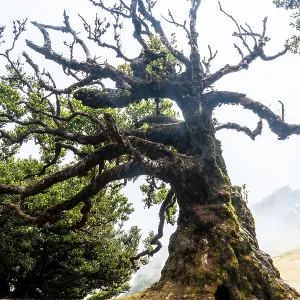 Fanal forest in Madeira, ancient laurel trees Fanal forest in Madeira, ancient laurel trees