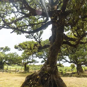 Fanal forest in Madeira, a baby laurel tree in summer and its beautiful natural environment Fanal forest in Madeira, a baby laurel tree in summer and its beautiful natural environment