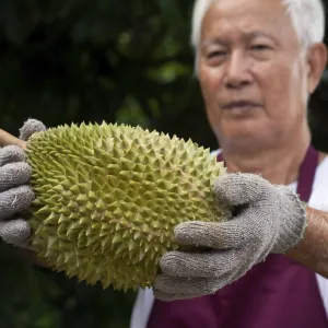 Agriculteur et durian musang king dans un verger.