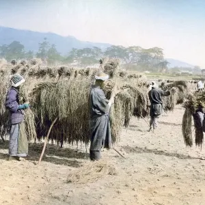 Farmers in field, Japan, Asia