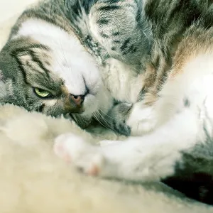 Fat cat lying on cuddly lambskin