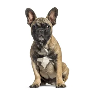 Fawn brindle french bulldog puppy sitting with a serious expression Fawn brindle french bulldog puppy sitting with a serious expression