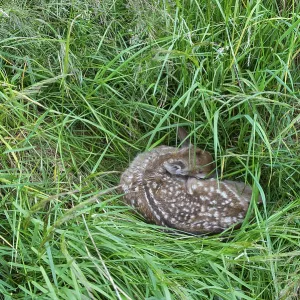 Fawn of a fallow deer (Dama dama) hidden in a meadow Fawn of a fallow deer (Dama dama) hidden in a meadow