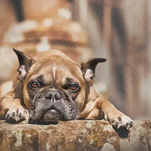 Fawn French Bulldog dog with pointy ears lying down