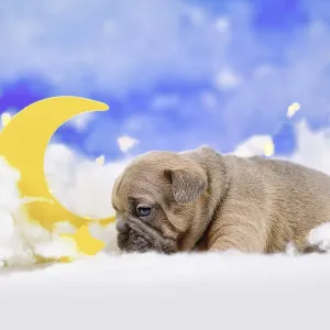 Fawn French Bulldog puppy between fluffy clouds with moon and stars Fawn French Bulldog puppy between fluffy clouds with moon and stars
